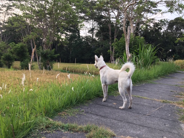 Angel har fået sine vinger