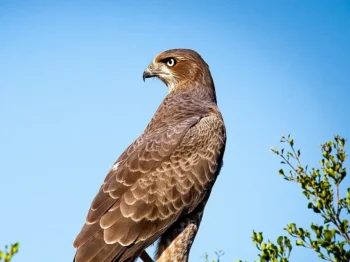 falcon-1544985_1280-3